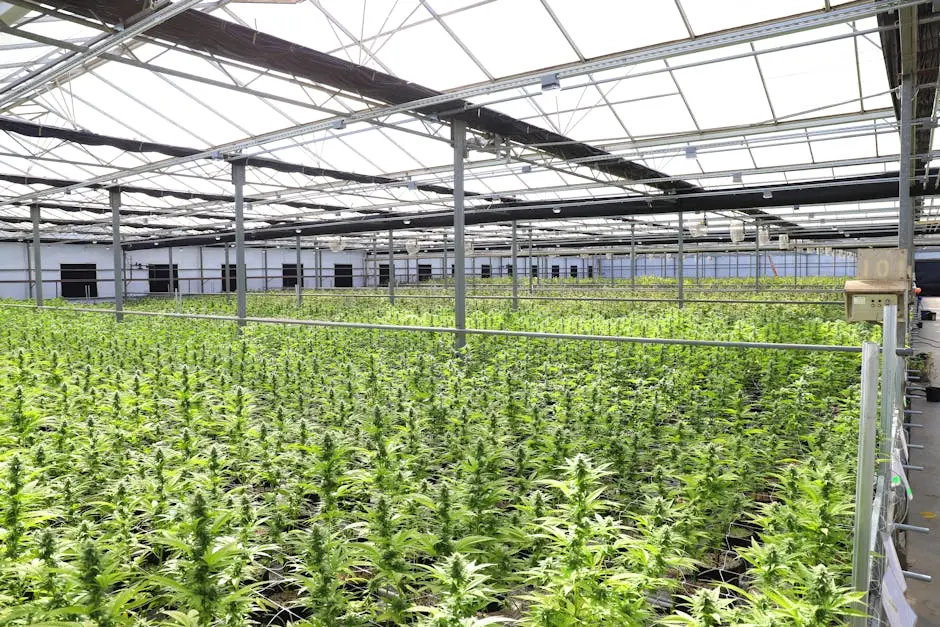 Why Efficient Cannabis Air Conditioning is Essential for Your Indoor Farm